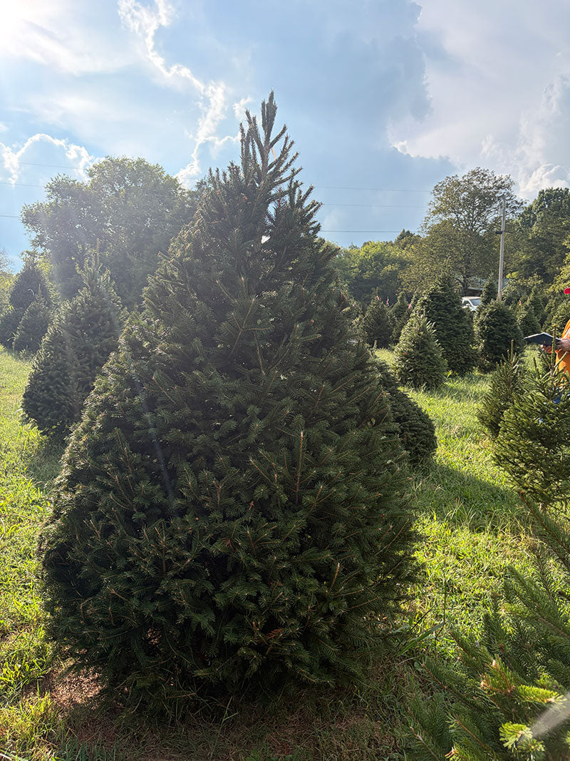 7' 6" Choose and Cut Norway Spruce, 50" Base