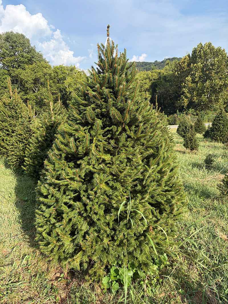 6' 9" Choose and Cut Norway Spruce, 54" Base