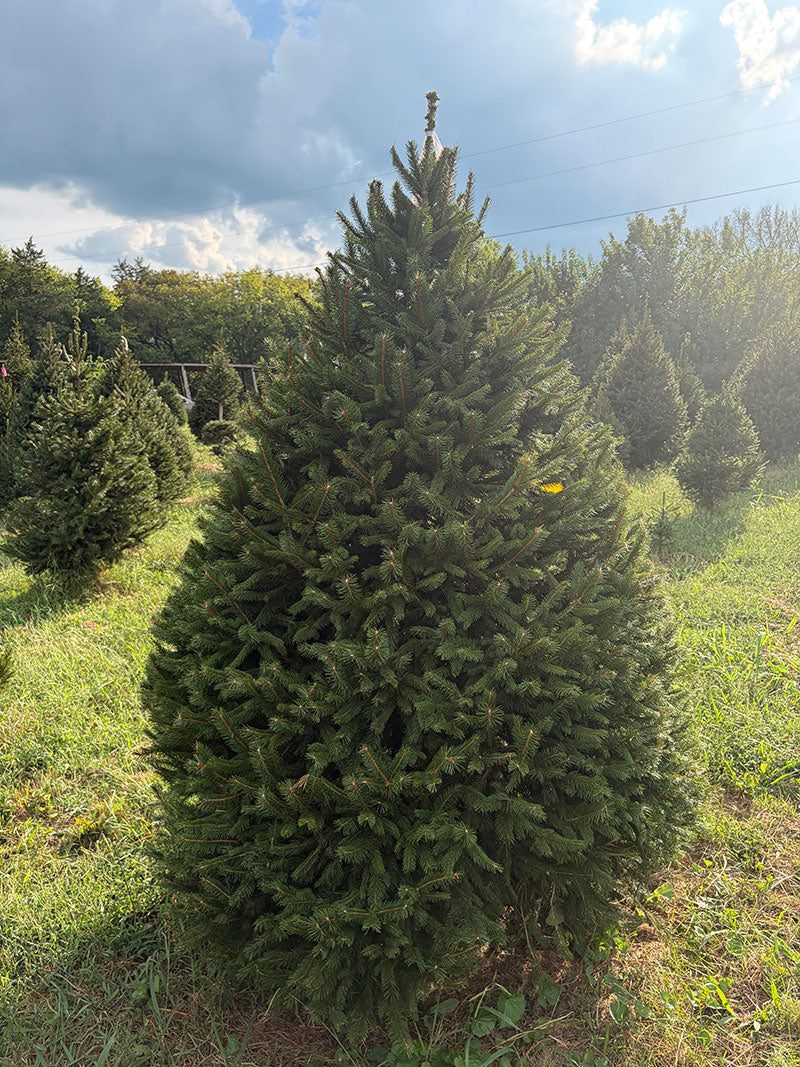 6' 9" Choose and Cut Norway Spruce, 54" Base