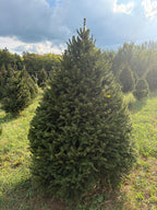 6' 9" Choose and Cut Norway Spruce, 54" Base