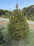 8' 1" Choose and Cut Norway Spruce, 56" Base