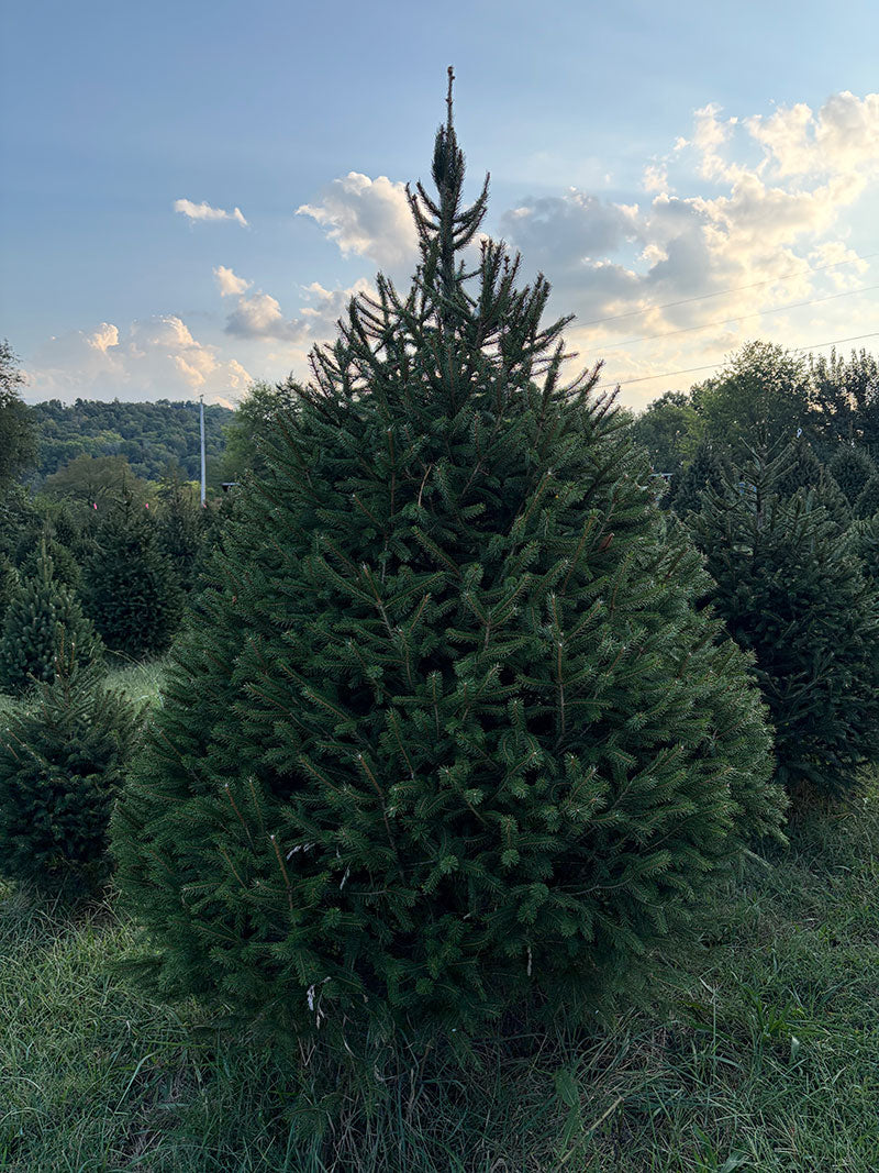 8' 1" Choose and Cut Norway Spruce, 56" Base