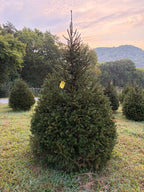 7' 9" Choose and Cut Norway Spruce, 56" Base