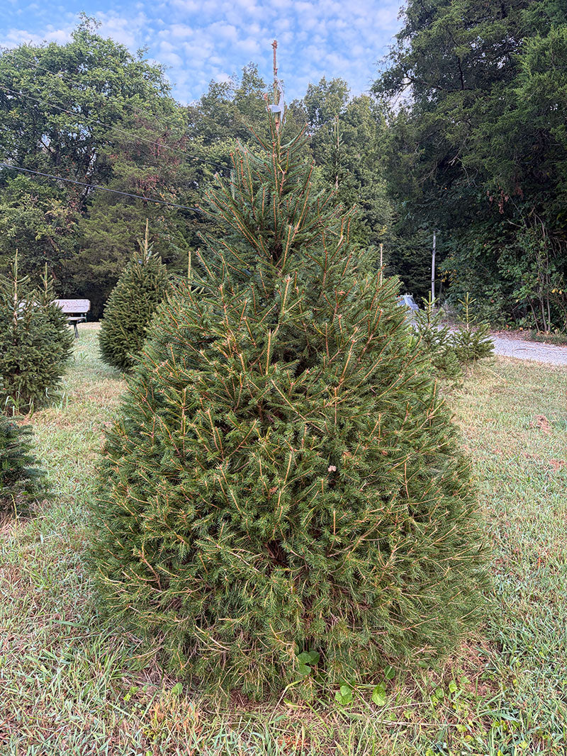 7' 9" Choose and Cut Norway Spruce, 56" Base