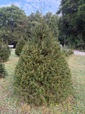 7' 9" Choose and Cut Norway Spruce, 56" Base