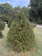 7' 9" Choose and Cut Norway Spruce, 56" Base