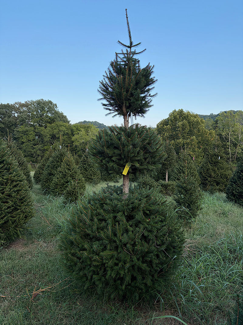 9' 2" Choose and Cut Norway Spruce, 47" Base