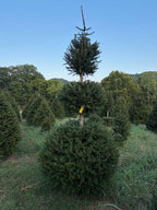 9' 2" Choose and Cut Norway Spruce, 47" Base