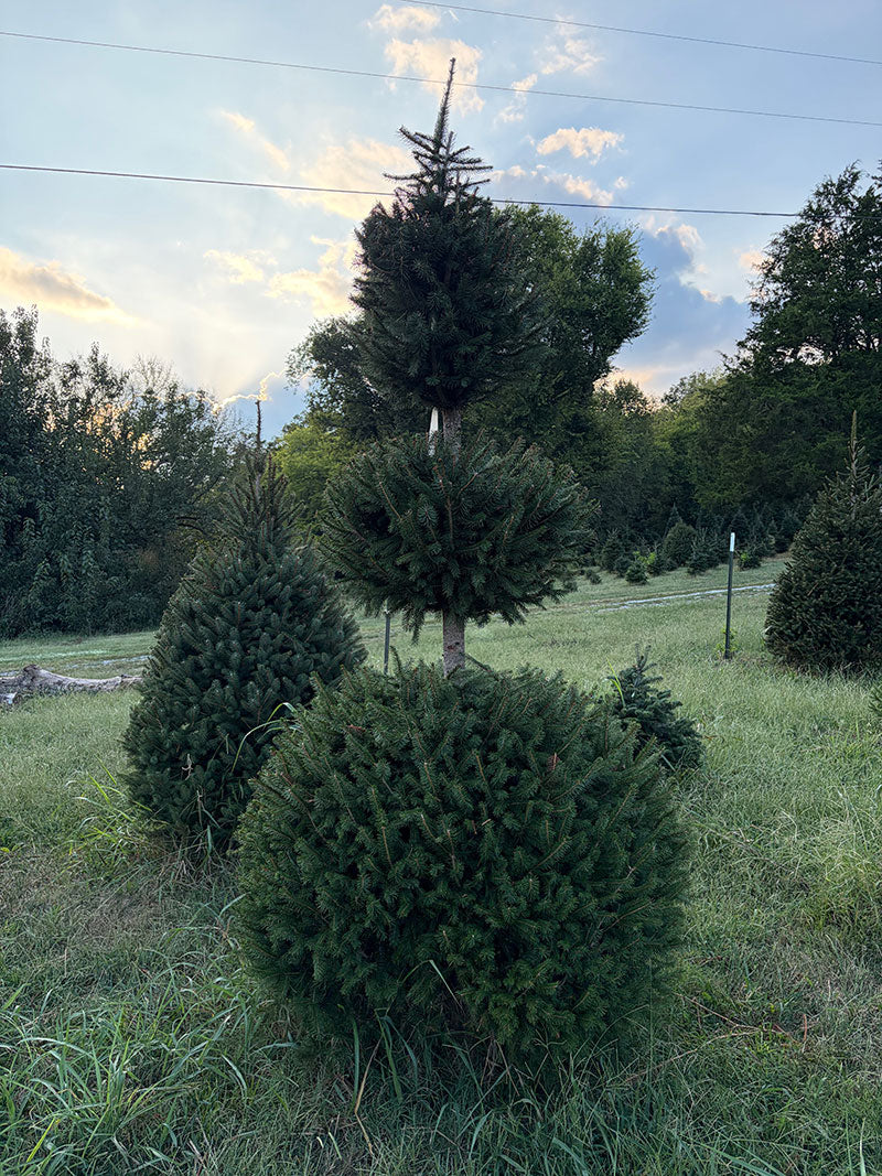 9' 2" Choose and Cut Norway Spruce, 47" Base