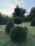 9' 2" Choose and Cut Norway Spruce, 47" Base