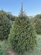 7' 11" Choose and Cut Norway Spruce, 62" Base