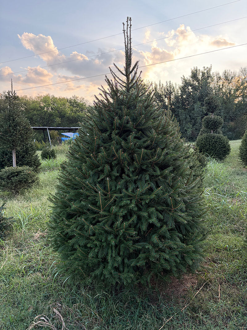 7' 11" Choose and Cut Norway Spruce, 62" Base