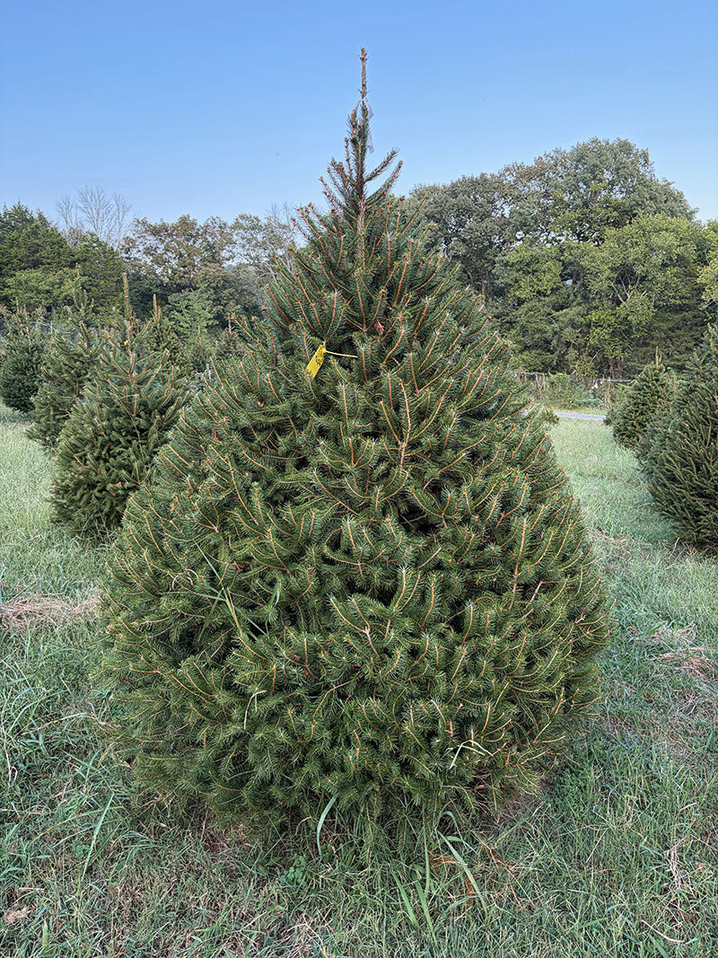7' 6" Choose and Cut Norway Spruce, 60" Base