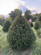 7' 6" Choose and Cut Norway Spruce, 60" Base