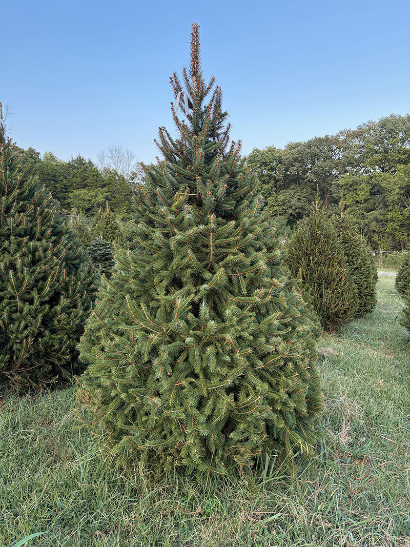 8' 1" Choose and Cut Norway Spruce, 51" Base