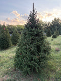 8' 1" Choose and Cut Norway Spruce, 51" Base