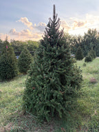 8' 1" Choose and Cut Norway Spruce, 51" Base