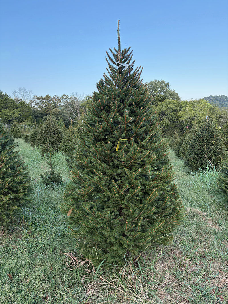 8' 1" Choose and Cut Norway Spruce, 49" Base