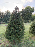8' 1" Choose and Cut Norway Spruce, 49" Base