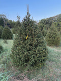 7' 4" Choose and Cut Norway Spruce, 50" Base