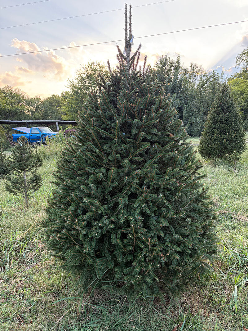 7' 4" Choose and Cut Norway Spruce, 50" Base