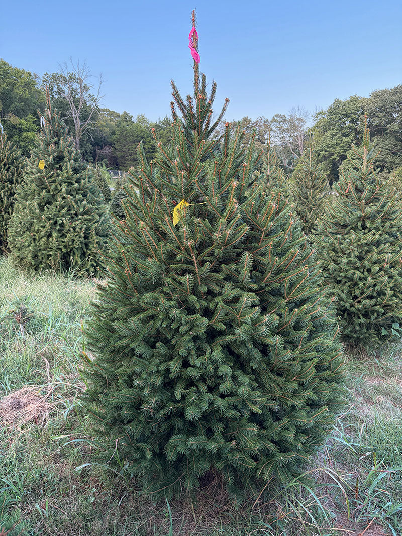 6' 9" Ball and Burlap Norway Spruce, 46" Base
