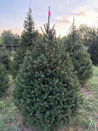 6' 9" Ball and Burlap Norway Spruce, 46" Base
