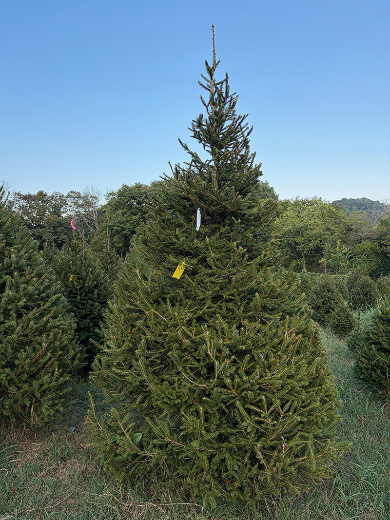 10' 4" Choose and Cut Norway Spruce, 66" Base