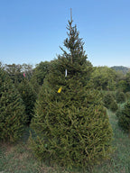 10' 4" Choose and Cut Norway Spruce, 66" Base