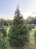 10' 4" Choose and Cut Norway Spruce, 66" Base