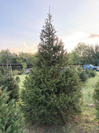 10' 4" Choose and Cut Norway Spruce, 66" Base