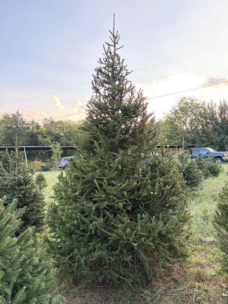 10' 4" Choose and Cut Norway Spruce, 66" Base
