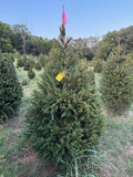 6' 4" Ball and Burlap Norway Spruce, 41" Base