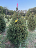 6' 4" Ball and Burlap Norway Spruce, 41" Base