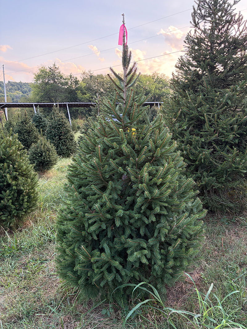6' 4" Ball and Burlap Norway Spruce, 41" Base