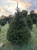 7' 11" Choose and Cut Norway Spruce, 54" Base