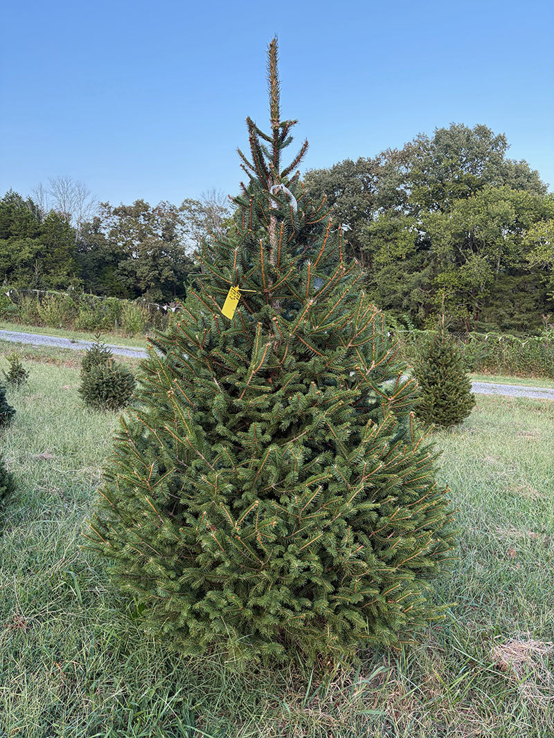 7' 11" Choose and Cut Norway Spruce, 54" Base