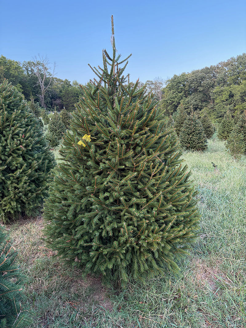 6' 11" Choose and Cut Norway Spruce, 46" Base