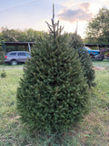 6' 11" Choose and Cut Norway Spruce, 46" Base