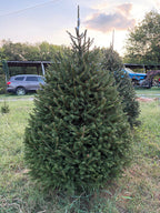 6' 11" Choose and Cut Norway Spruce, 46" Base