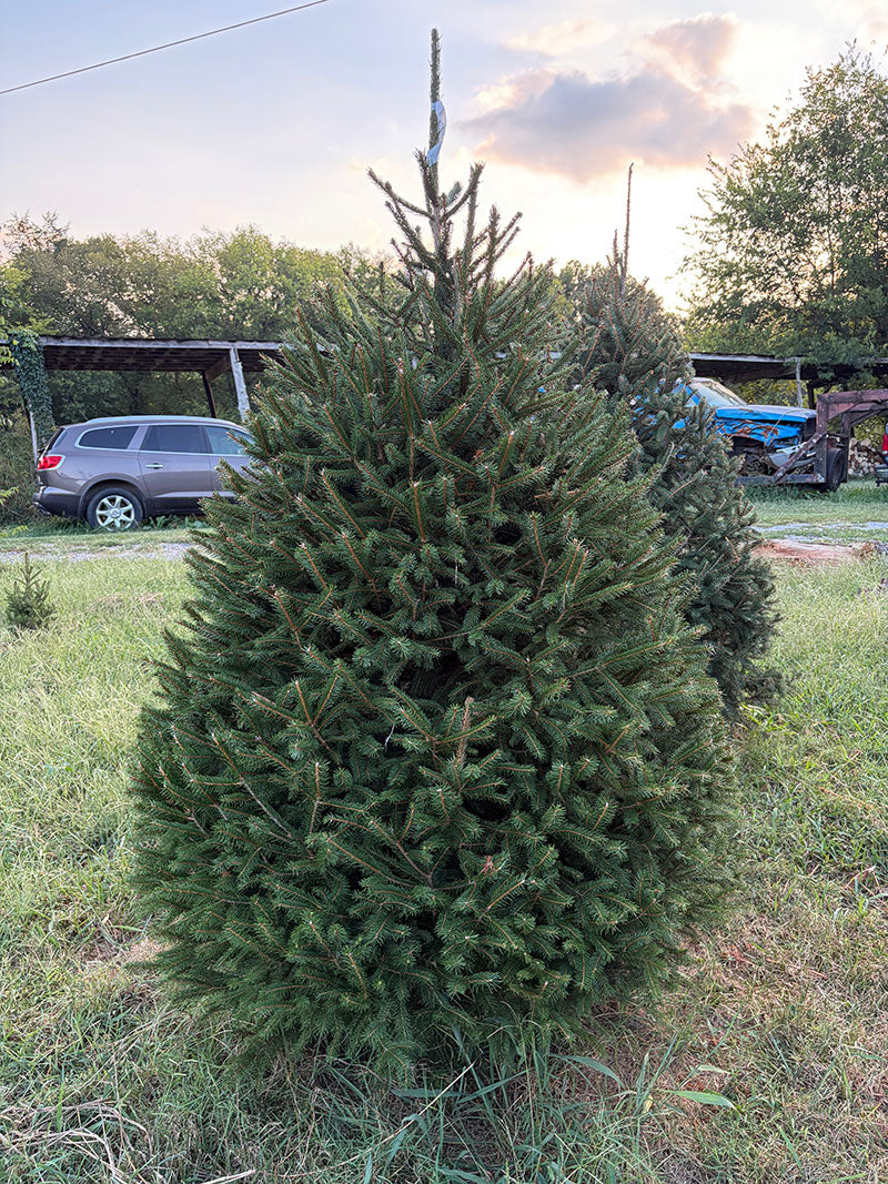 6' 11" Choose and Cut Norway Spruce, 46" Base