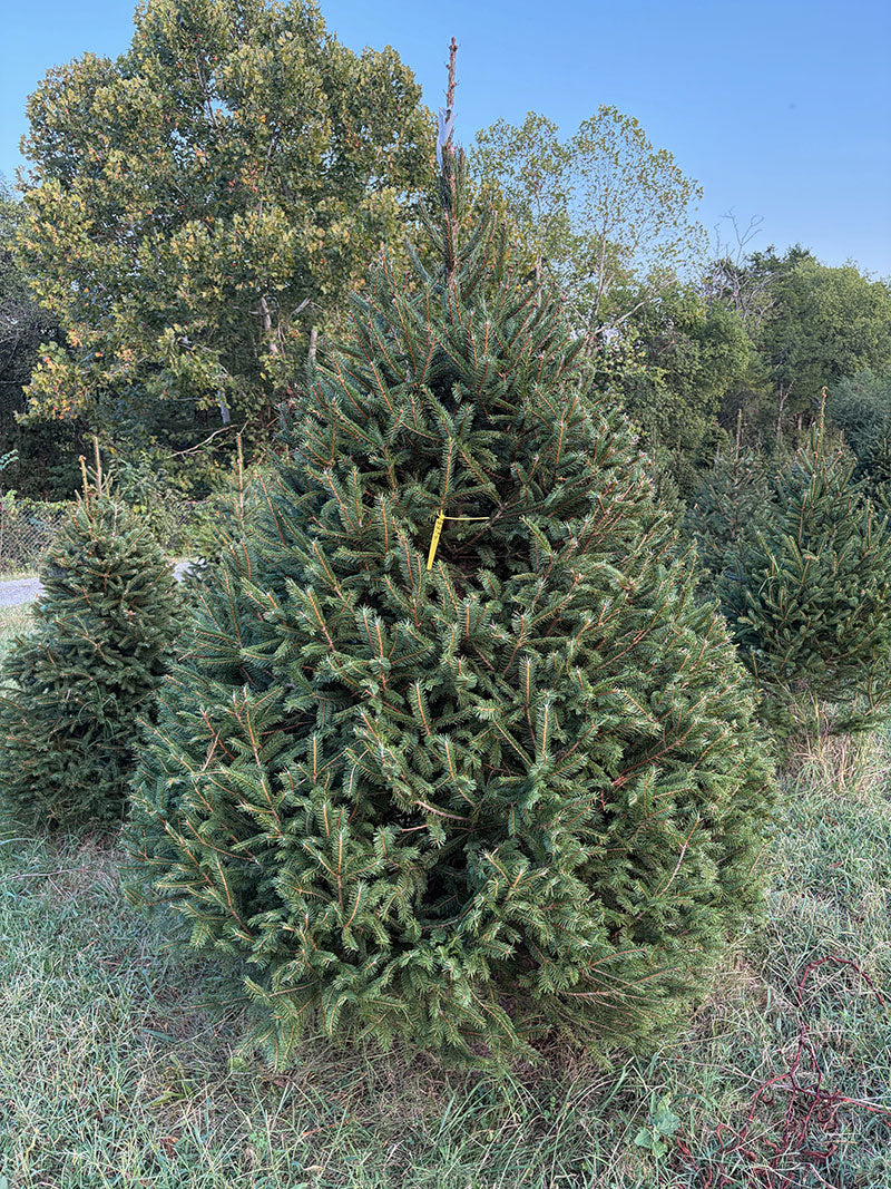 7' 7" Choose and Cut Norway Spruce, 64" Base