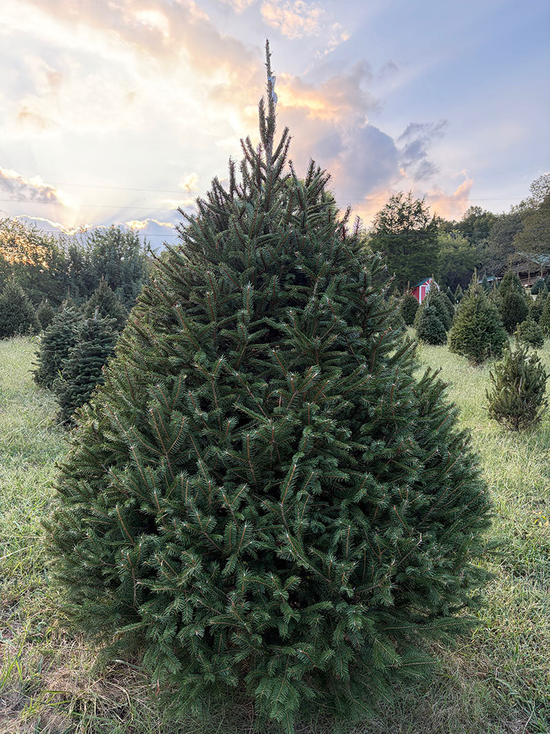 7' 7" Choose and Cut Norway Spruce, 64" Base