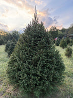 7' 7" Choose and Cut Norway Spruce, 64" Base