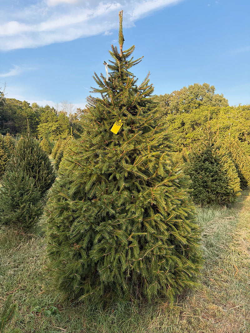 8' 7" Choose and Cut Norway Spruce, 48" Base