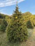 8' 7" Choose and Cut Norway Spruce, 48" Base