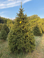 8' 7" Choose and Cut Norway Spruce, 48" Base