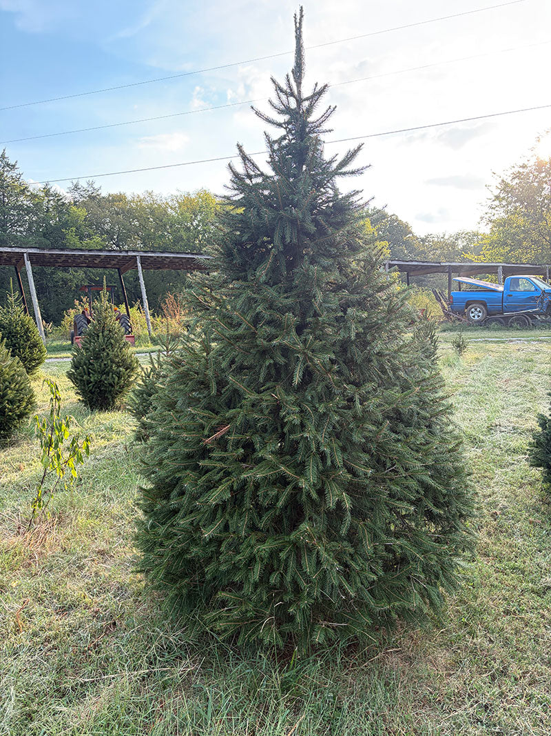 8' 7" Choose and Cut Norway Spruce, 48" Base