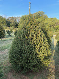 7' 2" Choose and Cut Norway Spruce, 55" Base