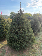 7' 2" Choose and Cut Norway Spruce, 55" Base